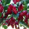 Wayland Chiles Yuquitania Seeds