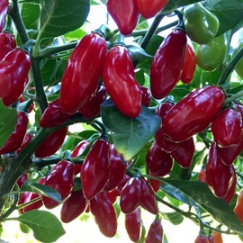 Wayland Chiles Yuquitania Seeds