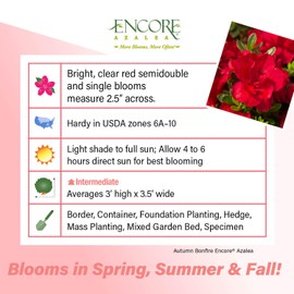 Encore Azalea Autumn Bonfire (1 Gallon) Red Flowering Shrub - Full Sun Live Outdoor Plant - Azalea Shrub - Rhododendron