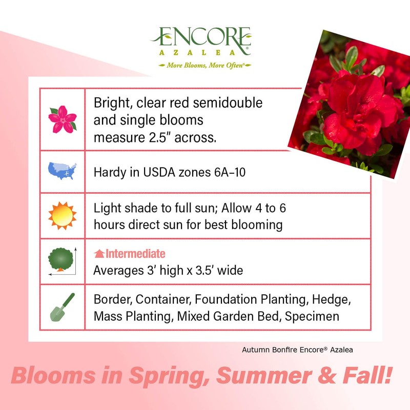 Encore Azalea Autumn Bonfire (1 Gallon) Red Flowering Shrub -