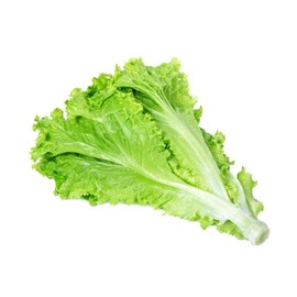 Parris Island Romaine Lettuce Seeds | 1500+, Non-GMO, USA Grown