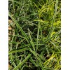 My Store Carex marrowii 'Ice Dance' Variegated Sedge Shade Grass