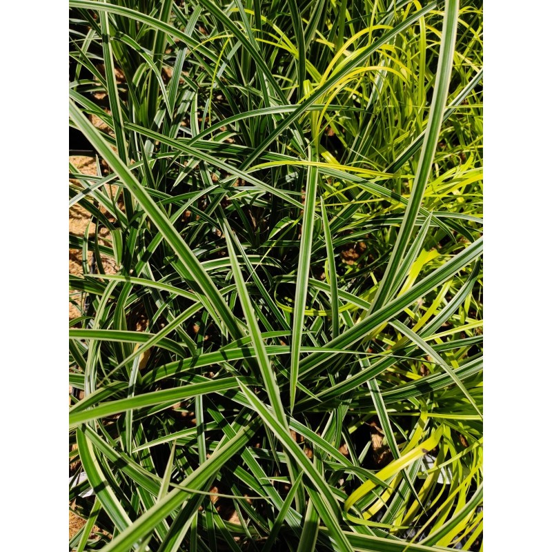 My Store Carex marrowii 'Ice Dance' Variegated Sedge Shade Grass