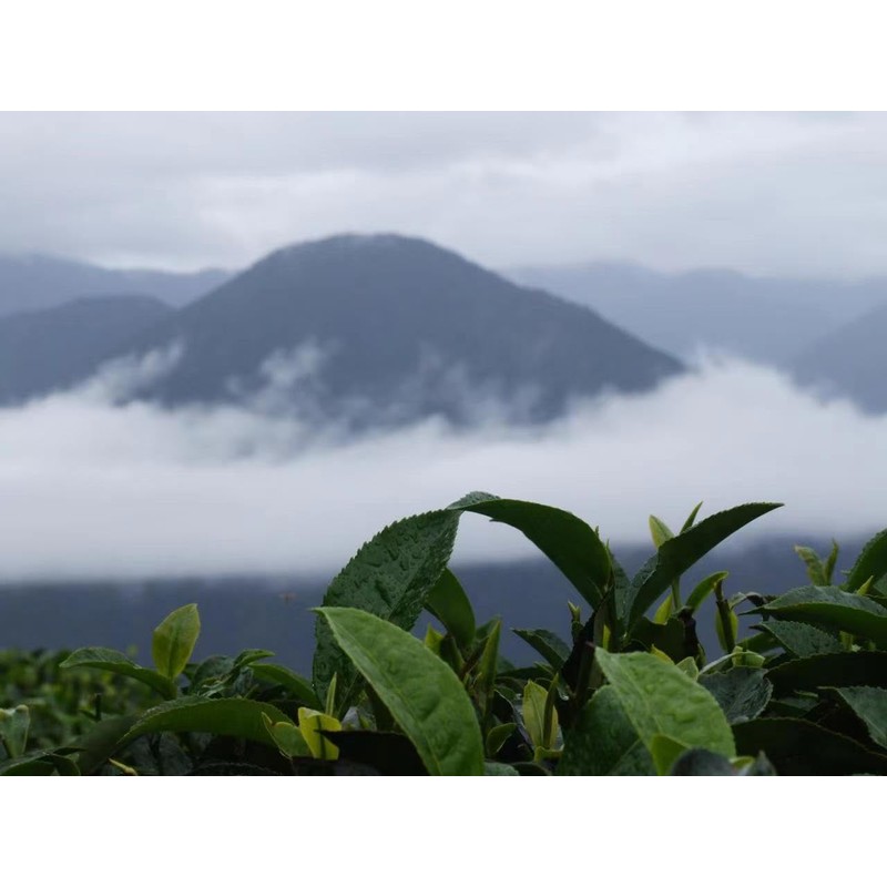 Da Li Shu Green Tea - Yellow Pack - Loose