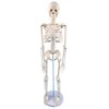 Mini Human Skeleton Model, 17.7 inch, Movable Arms and Legs,