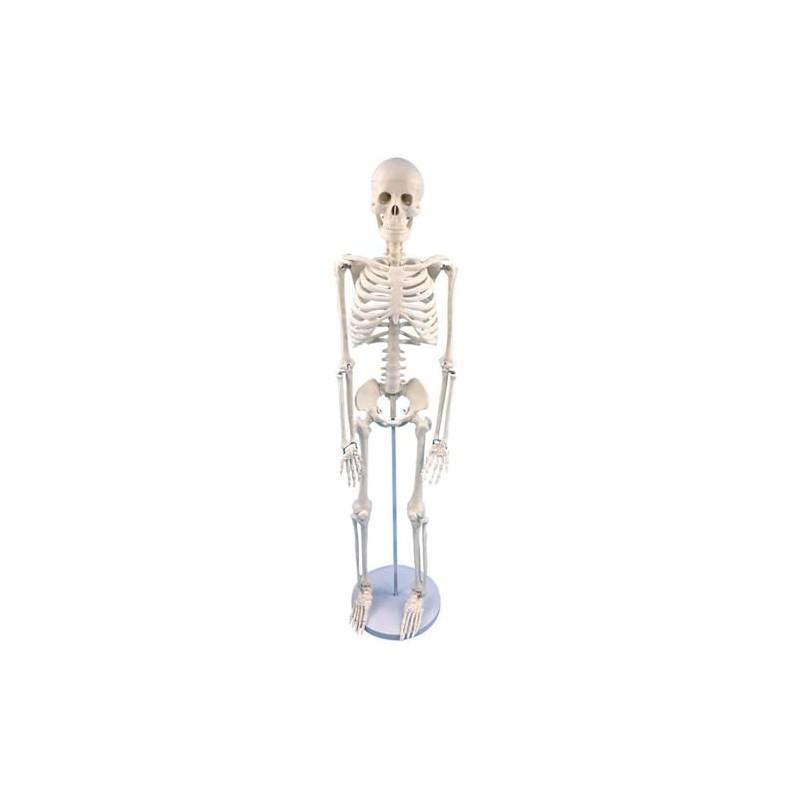 Mini Human Skeleton Model, 17.7 inch, Movable Arms and Legs,