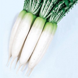 Radish Seeds - Oshin - Hybrid - 4 Oz ~60800 Seeds - Non-GMO, F1 Hybrid - Asian Garden Vegetable