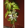 40pcs Passion Flower Seeds Garden Passiflora Potted Plants
