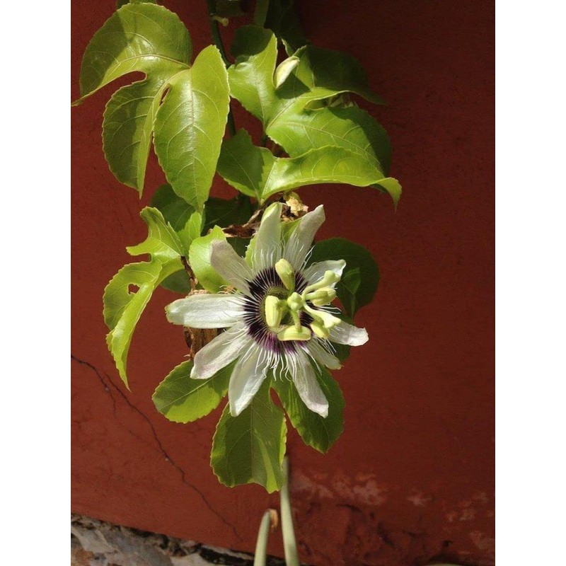40pcs Passion Flower Seeds Garden Passiflora Potted Plants