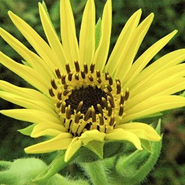 Palm Beach Medicinal Herbs - Compass Plant (Silphium laciniatum) - Packet of 10 Seeds