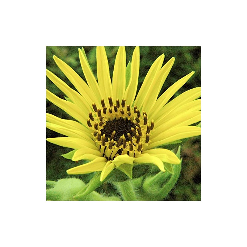 Palm Beach Medicinal Herbs - Compass Plant (Silphium laciniatum) -