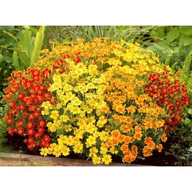 CEMEHA SEEDS - Seeds Marigolds Mexican Mix Annual Flowers for Planting