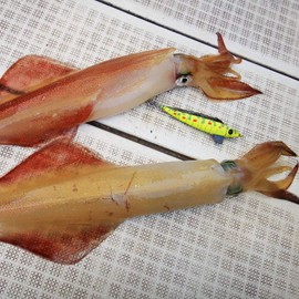KEYSTONE Egi Lure, Fast Happiness Type, All Luminous Type, M Size, All Yellow Sardine