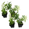 Live Aromatic and Edible Herb - Lemon Verbena (4 Per