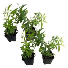 Live Aromatic and Edible Herb - Lemon Verbena (4 Per Pack) - Naturally Improves Sleep Quality - 6" Tall by 4" Wide in 1 Pint Pot