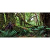 MIRRORANG 180x61cm Tropical Forest Terrarium Background Green Huge Tree Reptile