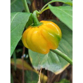 “Yellow Scotch Bonnet” Pepper Seeds – SHU of 100,000 to 350,000 – Harvest in 90 Days | Never GMO, Always Heirloom and OP | USA Grown Seeds by Liliana's Garden |
