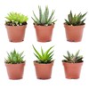 Live Indoor Succulent Plants – 2-inch Assorted Small Succulent –