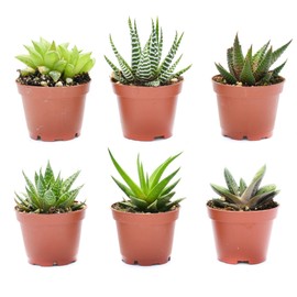 Live Indoor Succulent Plants – 2-inch Assorted Small Succulent – Real Fully Rooted Indoor Succulent Plants (6)