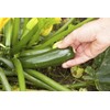 CEMEHA SEEDS - Seeds Green Zucchini Courgette Squash Tsukesha Non