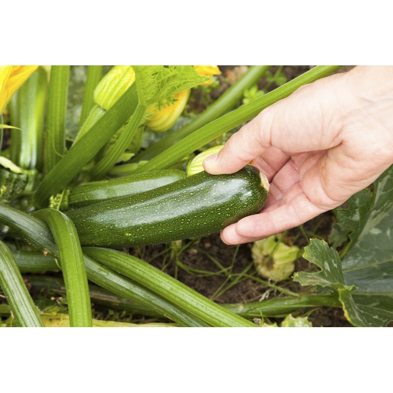CEMEHA SEEDS - Seeds Green Zucchini Courgette Squash Tsukesha Non