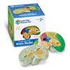 Learning Resources Cross-section Brain Model - 2 Pieces, Ages 7+