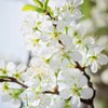Generic Green Gage Plum Tree, Lush White Fragrant Flowering, Deciduous,