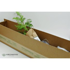 Greenwood Nursery: Live Trees - Green Giant Arborvitae Tree + Thuja Standishii X Plicata - [Qty: 10x 2.5 Pots] - (Click for Other Available Plants/Quantities)