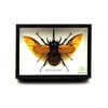 TAXIBUGS Real 5 Horned Beetle/Eupatorus Gracilicornis Flying Form Taxidermy in