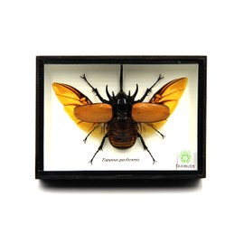 TAXIBUGS Real 5 Horned Beetle/Eupatorus Gracilicornis Flying Form Taxidermy in Transparent Box Display (Black Wooden Box)