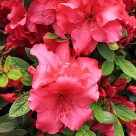 Red Azalea Seeds Rhododendron Seeds Attract Butterflies and Bees Heirloom & Non-GMO Great Gardening Gift for Home Garden Bonsai 10Pcs by YEGAOL Garden