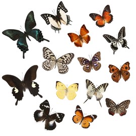 6 Pcs Real Butterfly Specimen - Taxidermy Butterfly DIY Creative Production, Taxidermy Animals for Framed Butterfly Shadow Box (Random)