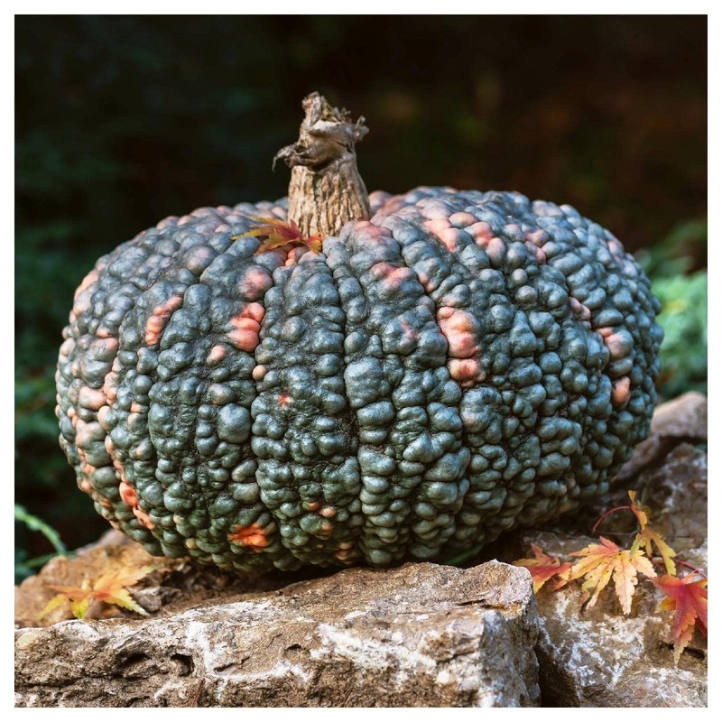 Everwilde Farms - 10 Marina de Chioggia Winter Squash Seeds