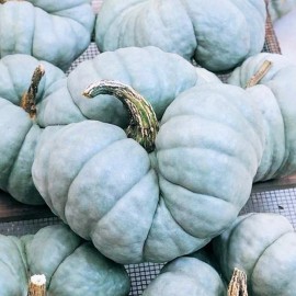 TomorrowSeeds Triamble Blue Pumpkin Seeds | Shamrock TriStar Gray Jarrahdale Squash Seed 2025 - 10+ Count