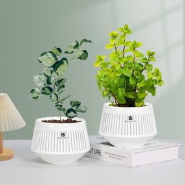 Meshpot 5 inch Plant Pots Indoor with Drainge and Good Airflow,Set of 3 Plastic Planters for Indoor and Outdoor Plants, Small Flower Pot with Air-Pruning for Potho,Snake Plants,Cacti,Orchids,Herbs