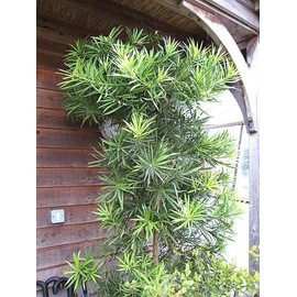 Podocarpus Macrophyllus I 2 Large Gallon Size Plants I Japanese Yew I Live Evergreen Yew Pine - Perfect for Landscaping and Privacy Screens