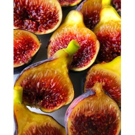 N/A Fignomenal Fig (Ficus carica) LOWEST PRICE ON THE INTERNET- Edible-Dwarf