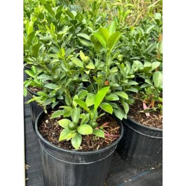 Tree 3Gal Fruiting CALAMANSI/ CALAMONDIN Sour Citrus Airlayered Bush Tree Ship In Pot