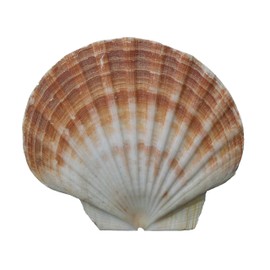 The Shell Connection | Irish Flat Scallops Shells | 4"- 4½" | Set of 12