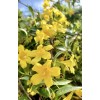 Home-Growth Carolina Jasmine, Yellow Jessamine, Gelsemium Sempervirens - 20 Seeds