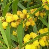 Fresh Acacia Golden Wattle Tree Seed fresh 40 seeds .