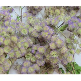 Blue Mist Flower - Conoclinium coelestinum - 10 Seed Heads (Organically Grown)