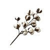 50cm Cotton Stems Decoration 12 Cotton Bolls Cotton Stalks Branch