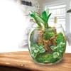 GEX AQUARIUM Glass Aqua Drop-N Aquarium, Small Aquarium, Aquatic Plant,