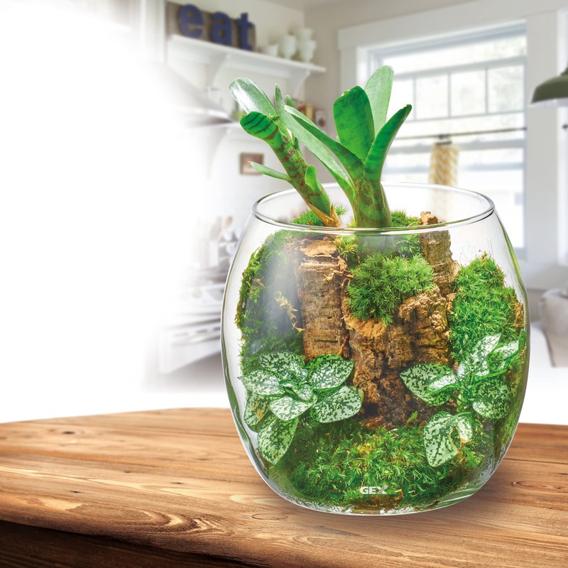 GEX AQUARIUM Glass Aqua Drop-N Aquarium, Small Aquarium, Aquatic Plant,