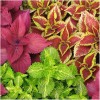 HSC 500+ Coleus Rainbow Mix Seeds