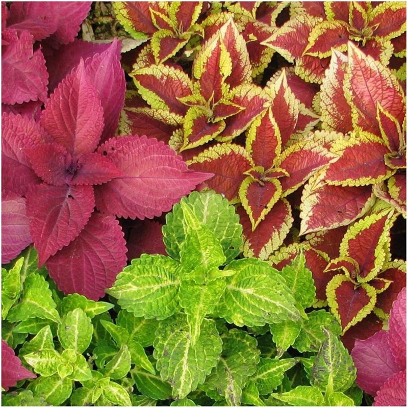 HSC 500+ Coleus Rainbow Mix Seeds