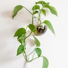 Yarlung 6 Pack Wall Hanging Planters Terrarium, 4.7 Inch Glass