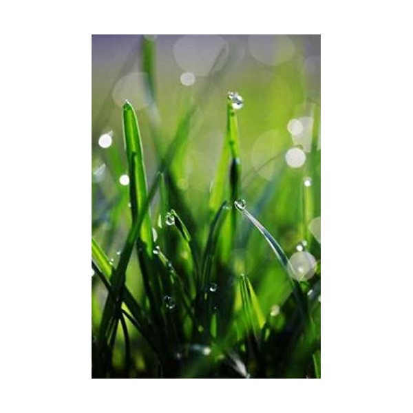 Posterazzi Dew Drops VI Poster Print by Leesa White, (12