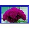 MASSIVE PURPLE Brain Head Celosia 4 ft tall - 25 SEEDS